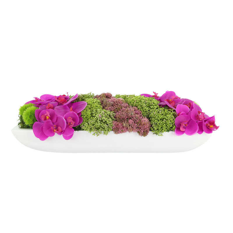 Orchidée Adelina et arrangement de plantes grasses, H 8 po x l 25 po x P 11 po