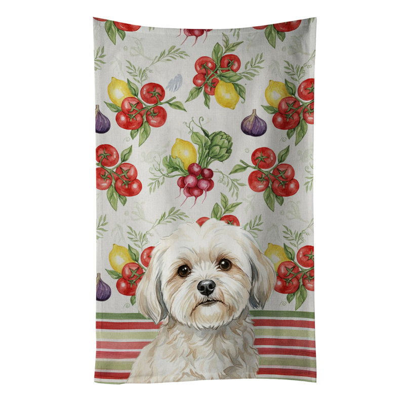 Torchon blanc Lhasa Apso, White Lhasa Apso