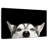 Peeking Siberian Husky-107504627