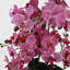 60cm Faux Plant in Ceramic Pot-1303801344