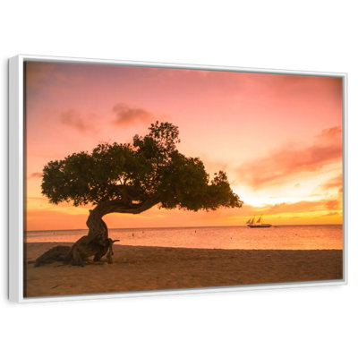 Divi Divi Tree Aruba