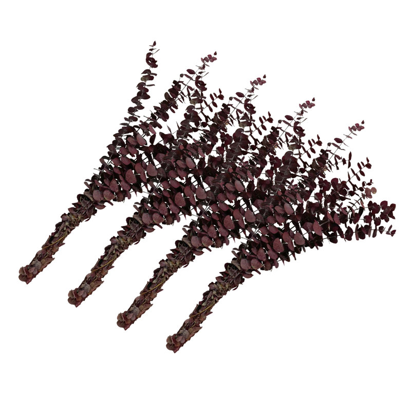 Ensemble de 4 bouquets d'eucalyptus séchés, Rouge