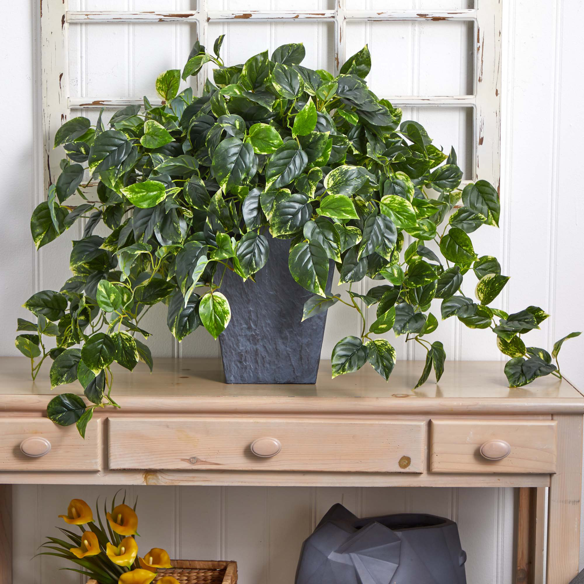 best soil for prayer plant Prayer Plant – Plant Detectives main image 0