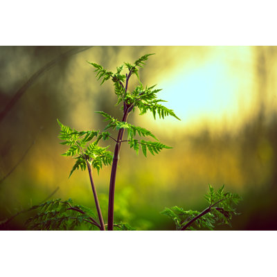 Young Plant by Abigail - Wrapped Canvas Print