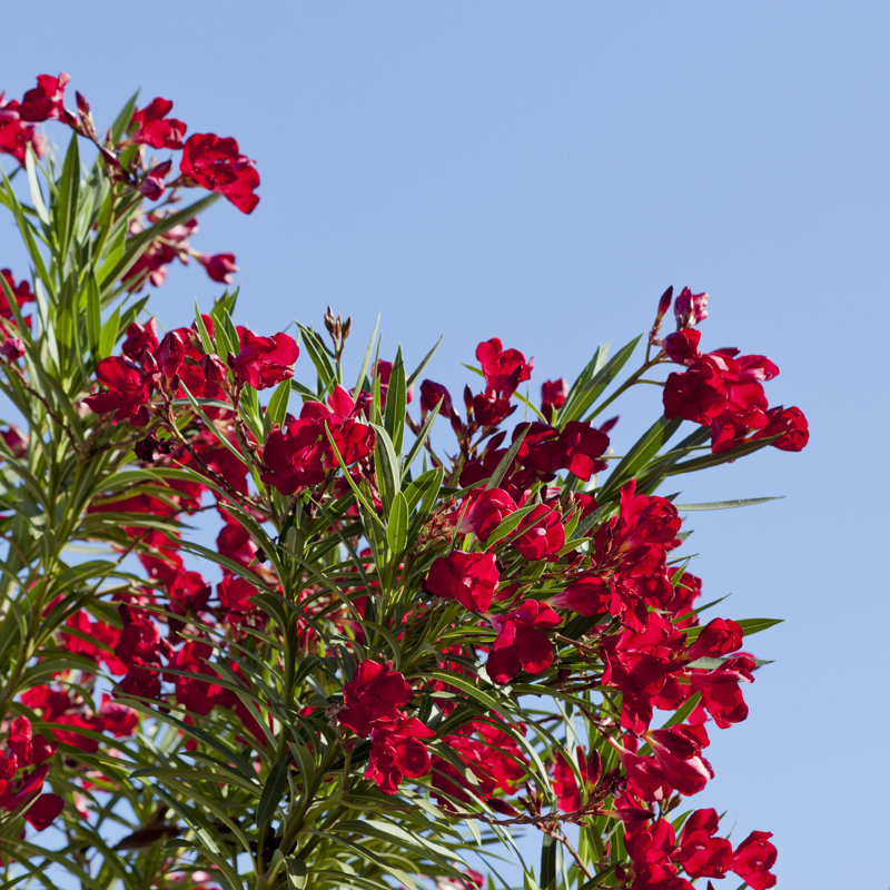 Madrona Hardy Red Oleander Close-up by EuToch - Wrapped Canvas Print, 51cm H x 51cm W x 3.8cm D