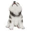 Chiot Malamute d'Alaska