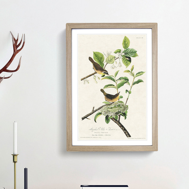 Yellow-Breasted Warbler Birds by John James Audubon - Picture Frame Graphic Art Print, Oak Framed, 48cm H x 36cm W x 2cm D