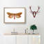 Venus Moth by George Shaw - Framed Print-55605171-55605172