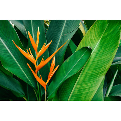 Tropical Flower