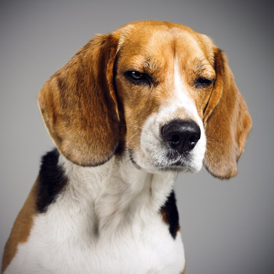 Beagle Dog Portrait by Sensorspot