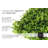 Jasmine Mix Foliage UV-protected for Outdoor Decor. 20"x20" panels (Set of 4)