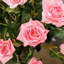 90cm Faux Rose Tree Plant in Pot-978922963