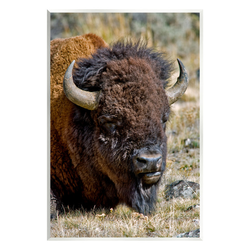«Stupell Industries Bison Resting», art mural sur toile par Dennis Frates, H 15 po x l 10 po x P 0,5 po
