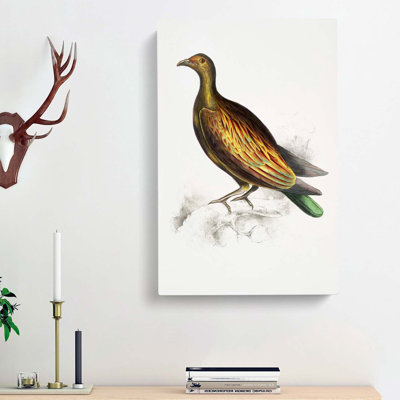 Chinese Tippeted Pigeon Illustration by John Edward Gray - Wrapped Canvas