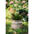 Susette Cachepot-395860448