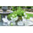 Heirloom Swirl Flute Set
