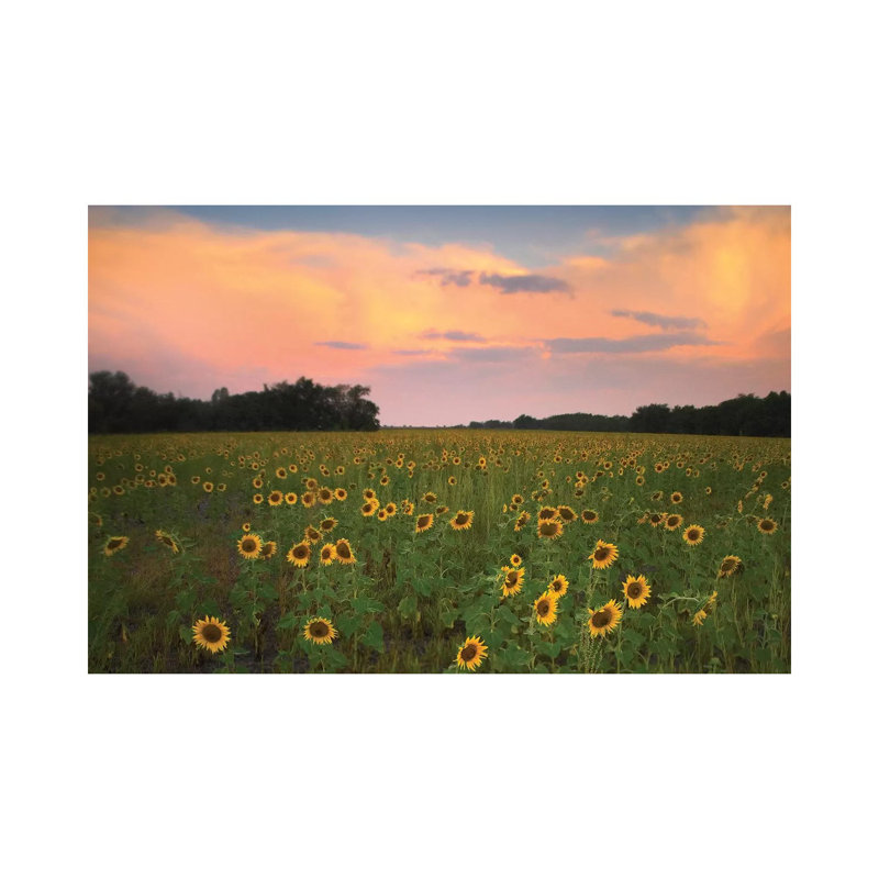 Common Sunflower Field Near Flint Hills National Wildlife Refuge, Kansas by Tim Fitzharris - Wrapped Canvas Gallery-Wrapped Canvas Giclée