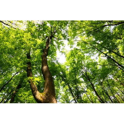 Auvent à feuilles caduques par Bgfoto
