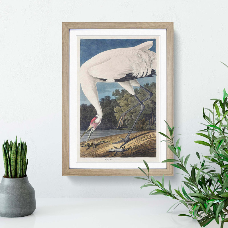 Hooping Crane Bird by John Audubon - Picture Frame Painting Print, 65cm H x 48cm W x 2cm D, Oak Framed