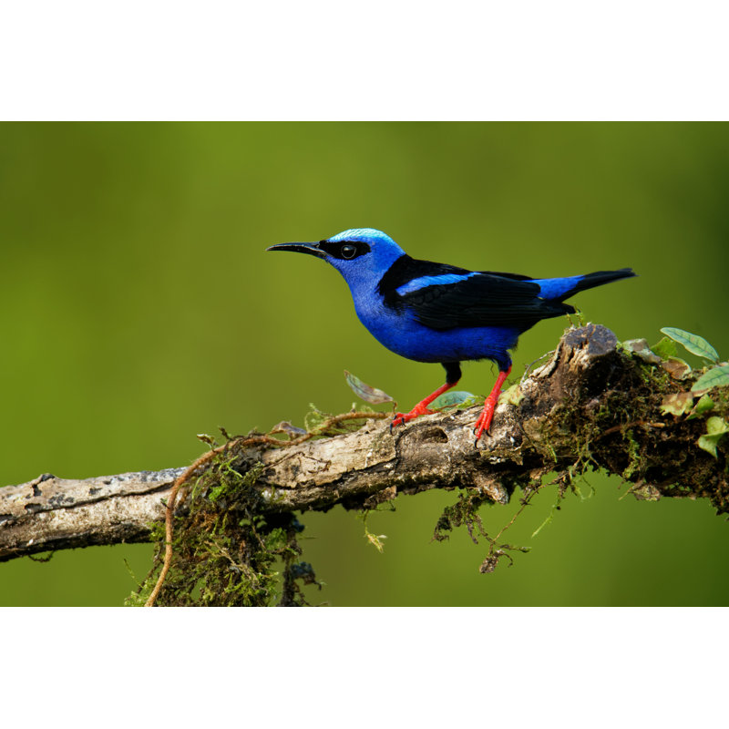 Honeycreeper - Photographie sur toile tendue, L 12 po x H 8 po