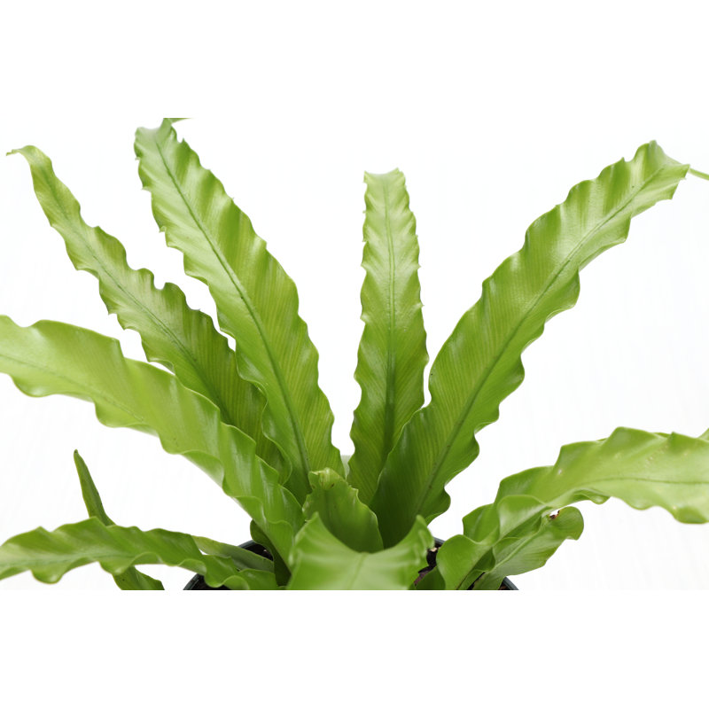 Live Victoria Bird's Nest Fern Plant
