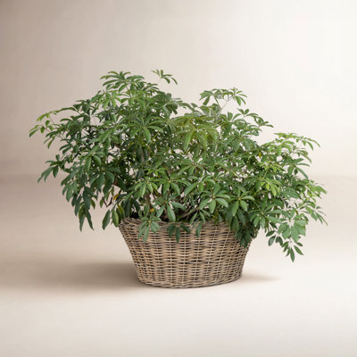 Haverly 29" Pot Planter