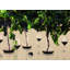 Cabernet Glass Carafe