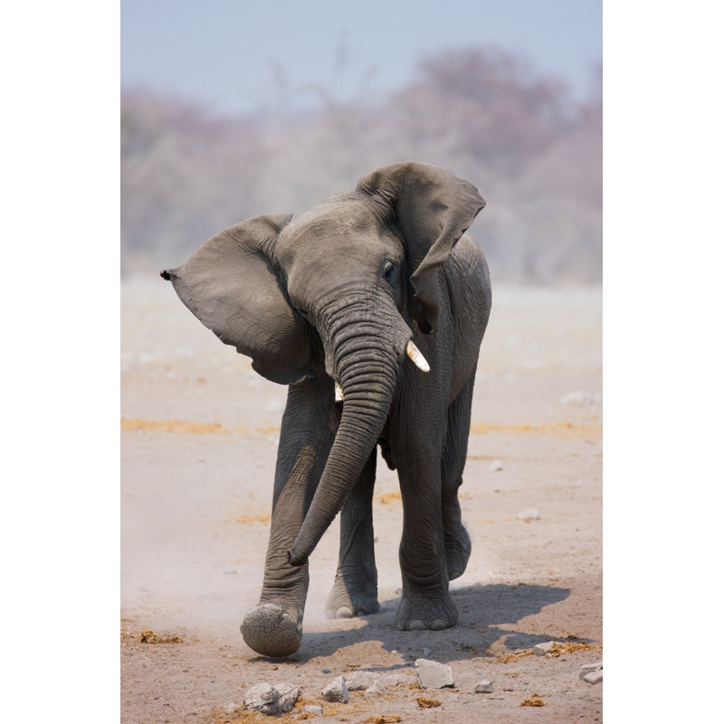 " An Elephant Walking " by Johan63, 32'' W x 48'' H