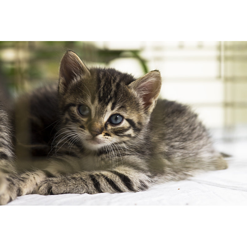Kitten 1 Piece Wrapped Canvas Wall Art, 20cm H x 30cm W x 3.8cm D
