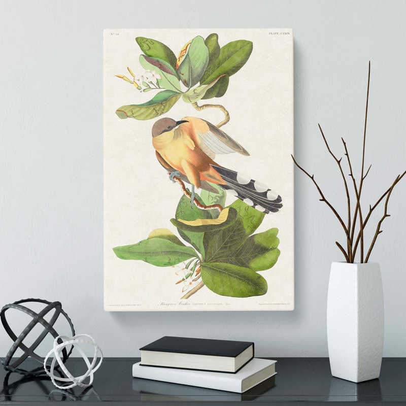 Mangrove Cuckoo by John Audubon - Wrapped Canvas, 60cm H x 40cm W x 3cm D