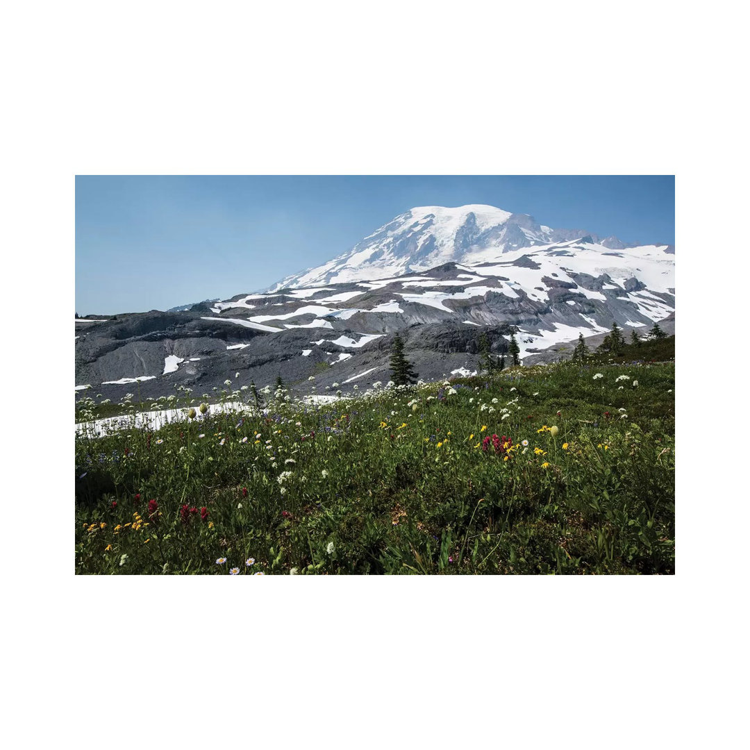 Nahaufnahme von Wildblumen, Mount Rainier National Park, Washington State, USA I