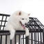 Cage pour chien 52 po