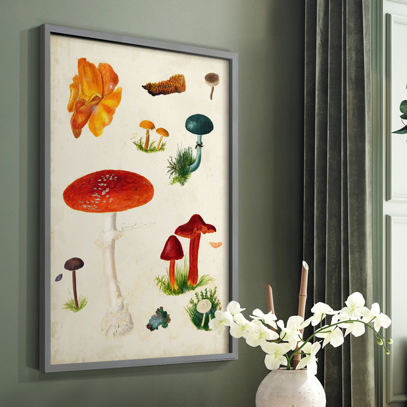 Reproduction encadrée champignon Mushroom Species, H 10 po x l 8 po, Gris