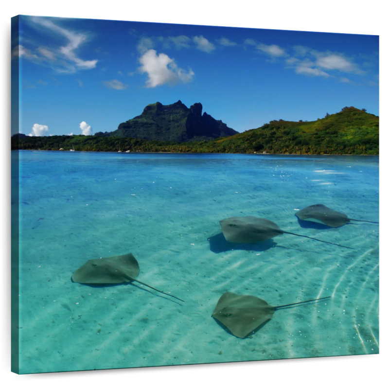 Braming Bora Bora Stingrays