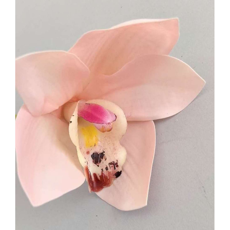 CYMBIDIUM X6 10 po