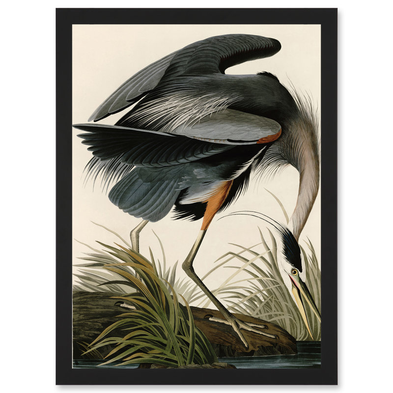 Audubon Birds Great Blue Heron Nature Animals - Single Picture Frame Print, 44.5cm H x 33cm W x 1.5cm D