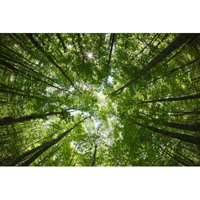 " Forest Treetops "