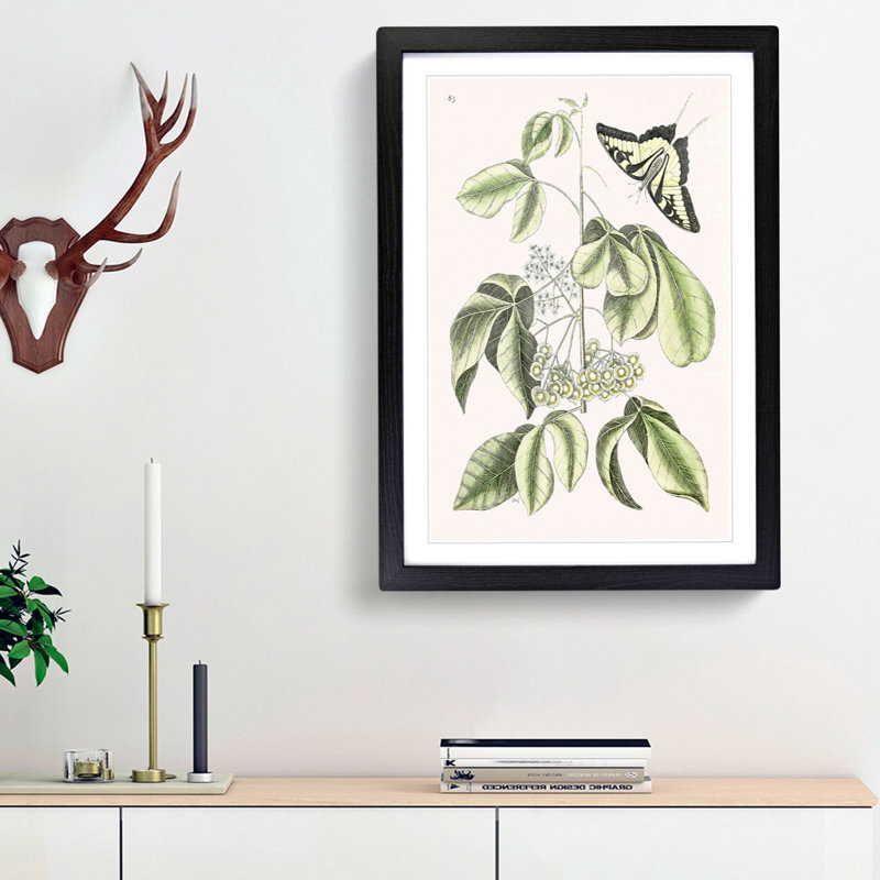 Swallowtail Butterfly by Mark Catesby - Picture Frame Graphic Art Print, 36cm H x 27cm W x 2cm D, Black Framed
