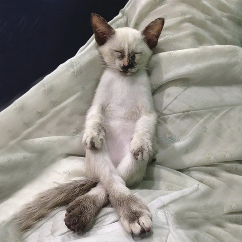 Cat Yoga II, H 12 po x l 12 po