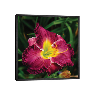 Daylily Garden XII by Bethany Young - Print on Canvas
