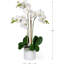 Arrangement floral en pot Keira Orchids