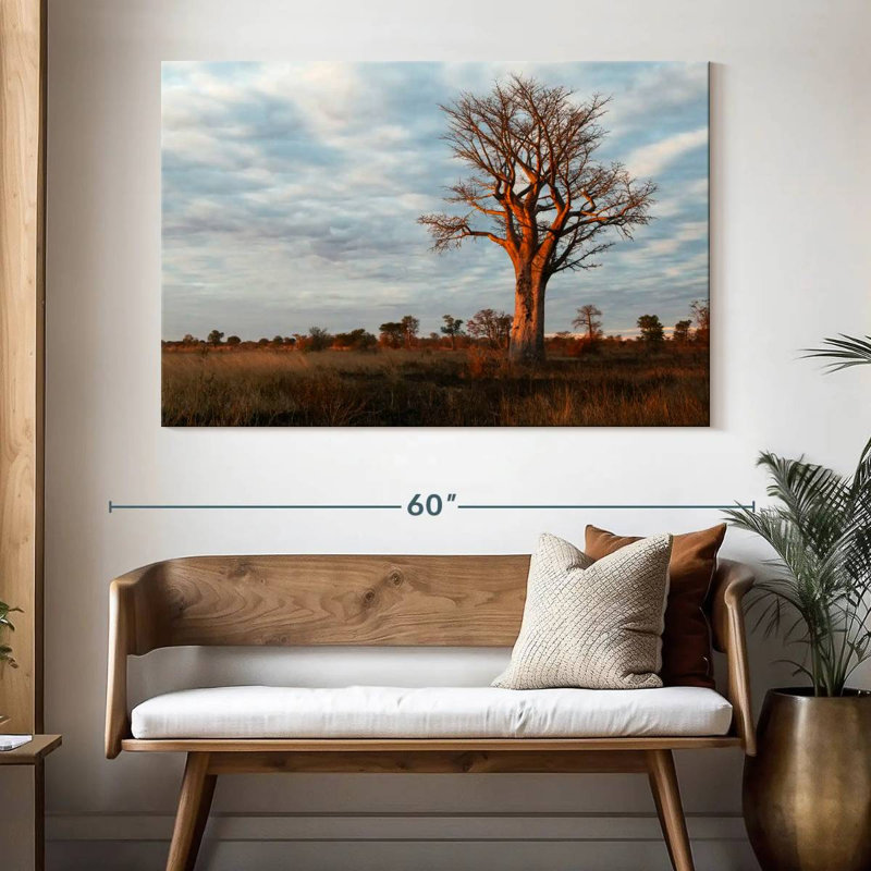 Baobab zambien Harnek, H 34 po x l 51 po
