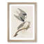 Black-Winged Hawk by John James Audubon - Picture Frame Art Print-55545191-55545193