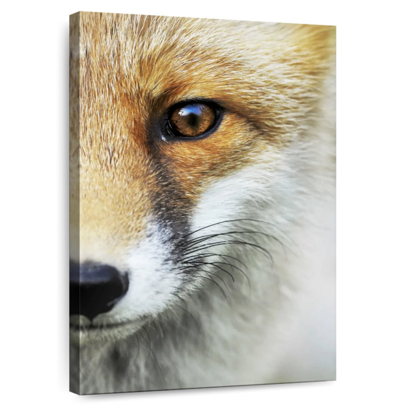 Gaze Of A Fox, 30" H x 20" W