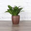 Dracaena Plant in Pot-49662289
