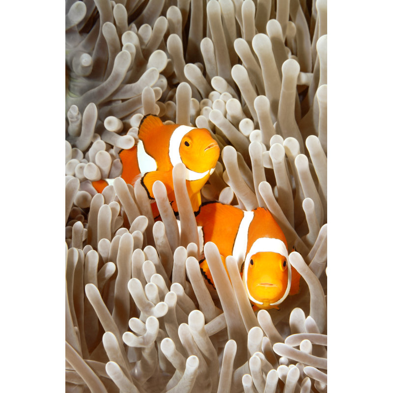 Two Clownfish by Cbpix - Wrapped Canvas Print, 91cm H x 61cm W
