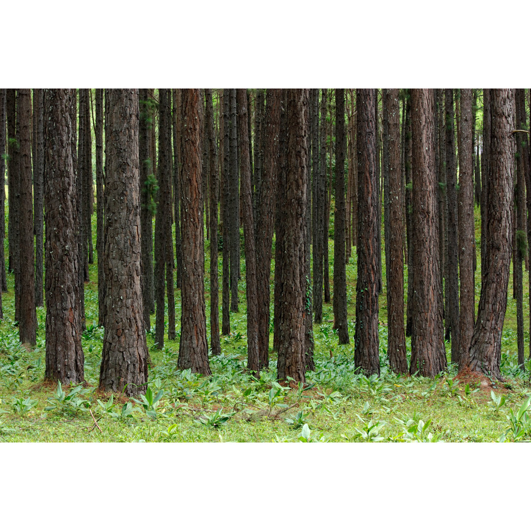 Tannenbaum Hintergrund von TommyIX - Leinwandbild