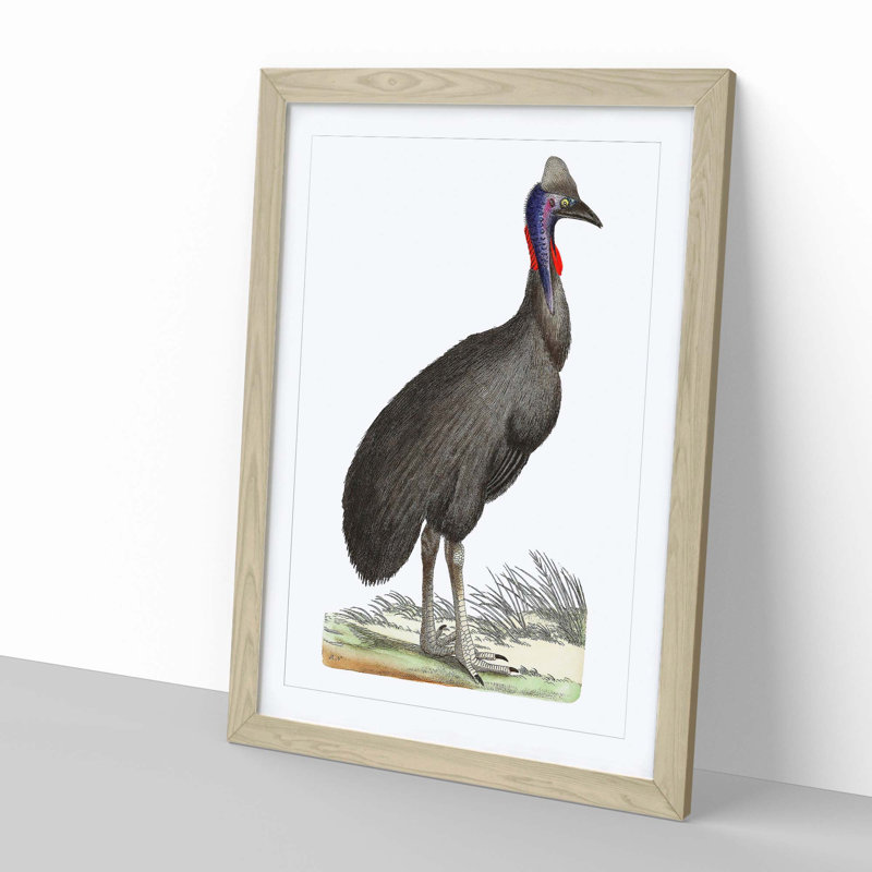 Black Cassowary Bird by George Shaw - Picture Frame Painting, Oak, 50cm H x 35cm W x 2cm D