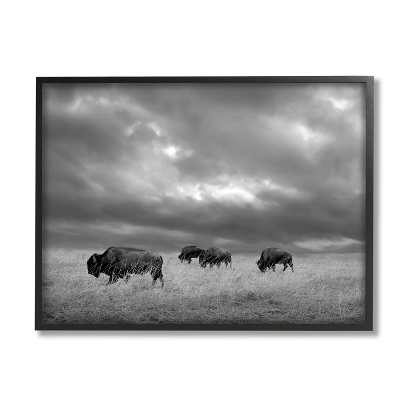 Bison in Cloudy Field par Steve Toole, Giclée encadrée noir minuit, H 24 po x l 30 po x P 1,5 po