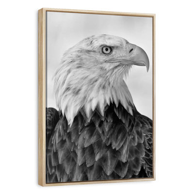 Aigle féroce